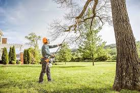 Best Tree Cabling and Bracing  in Reidsville, GA